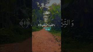 Beautiful Surah AtTin Recitation  Heartfelt Quranshorts surahattin [upl. by Wiese]