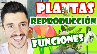 La reproducción de las plantas para niños [upl. by Neit]