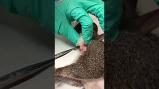 Cuterebra removal from a squirrel [upl. by Holli154]