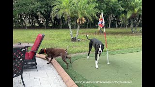 Great Dane Gets Ignored By Funny Lizard Hunting OCD GSP Pointer Dog [upl. by Thia]