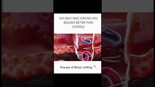 Process of blood clotting 👍 animation science biology study bloodclotting trending explore [upl. by Kcirddot]