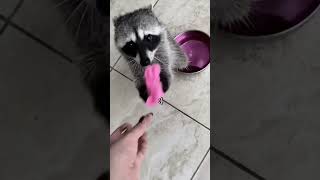 Raccoon Cotton Candy Sisyphus 😔 [upl. by Fugazy]