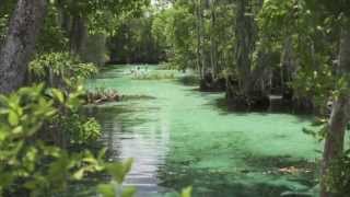 Visit Crystal River Homosassa Floral City and Inverness  Citrus County Florida [upl. by Aes]