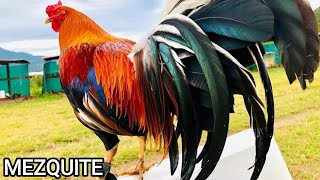 Mascota Jalisco ✅ Beautiful Birds Big Farm Pablo Lopez Mezquite Farm [upl. by Nnayt]