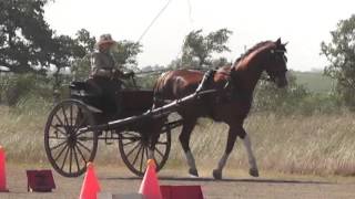 Hackney Horse Fresnos Ninja Vineyard Classic CDE 2012 Cones [upl. by Gypsy]