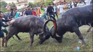 Bullfights Goa  Traditional Dhirio Sport  Goan Dhirio Sport [upl. by Notsahc]