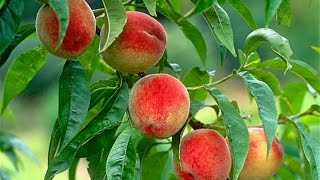 How to Grow Peaches Organically  Complete Growing Guide [upl. by Neetsirhc527]