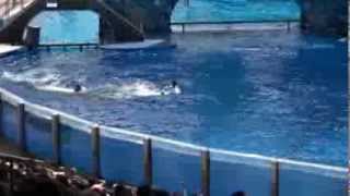 Killer whale kills trainer at Orlandos Sea World Dawn Brancheau Rip [upl. by Aicilanna]