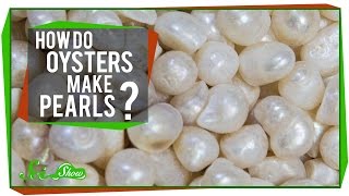 How Do Oysters Make Pearls [upl. by Philipines904]