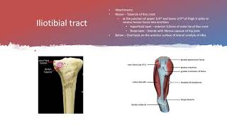 ILIOTIBIAL TRACT [upl. by Warder]