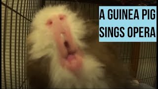 A Guinea Pig Sings Opera [upl. by Aniret]