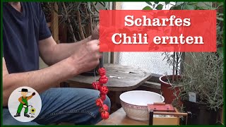 Schärfste Chili ernten und trocken  Carolina Reaper [upl. by Einnim]