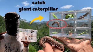 Capture And Observe Tiny Insects Giant Caterpillar lizard Frog katydid Grasshoppers [upl. by Dirgni563]