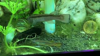 Another White Worm Feeding on Killifsh Tank 22 [upl. by Anilra]