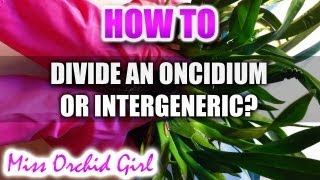 How to divide an Oncidium or Intergeneric [upl. by Collar117]