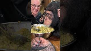 Angada Tara amp Vānara dinner dinnertime chimp chimpanzee ape monkey [upl. by Bunde37]