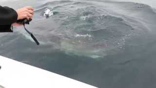 Great white shark 28 mile wreck NJ 62114 [upl. by Lzeil]