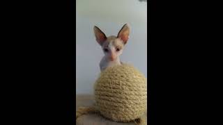 Cornish Rex Kittens cuties beautys evening [upl. by Yesnil888]