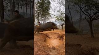 Amazing Wild Boar Jumping 🐗 viral viralvideo short shortvideo pig boar pigfarmvideo wildlife [upl. by Nairoc43]