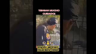 chile panama usa humor costarica peligro breakurbanotv suscribete shortvideo shorts viral [upl. by Ika60]