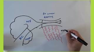 How the eustachian tube opens and closes [upl. by Seravaj]