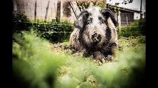 Das LeasingModell vom Allgäuer Weideschwein im Ostallgäu [upl. by Sualokcin]