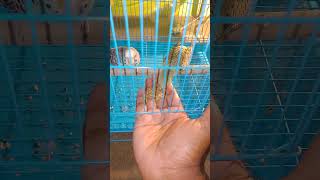 Hand freed my budgies parrot baby  hand feeding baby parrot shorts minivlog budgies [upl. by Harl]