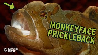 Feeding The Monkeyface Prickleback  The Critter Corner [upl. by Ahders]