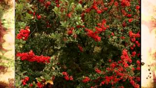 Pyracantha [upl. by Redan]