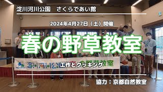 【コラボ観察会】淀川河川公園・背割地区、さくらであい館「春の野草教室」（2024年4月27日（土）開催） [upl. by Scharff]