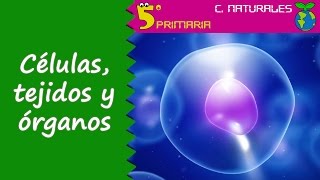 Células tejidos y órganos Naturales 5º Primaria Tema 4 [upl. by Yllitnahc]