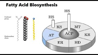 Fatty acid biosynthesis [upl. by Hilel105]