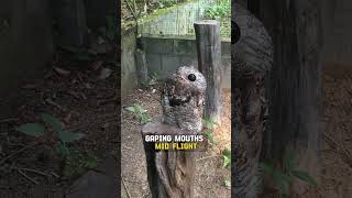 Scary Or Cute The Great Potoo [upl. by Losiram]