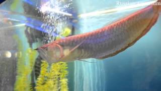 Arowana Osteoglossidae Bonytongues [upl. by Nnylassej708]