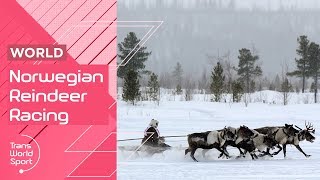 Which Reindeer is the Fastest  Norwegian Reindeer Racing Championship [upl. by Aminta]