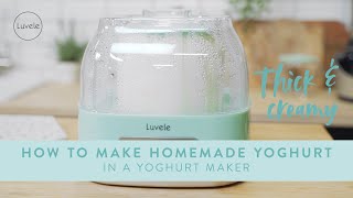 How to make homemade dairy yogurt in a yogurt maker [upl. by Thalia261]