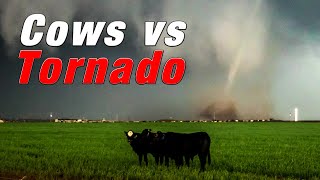 COWS vs TORNADO  Storm Chasing  Dimmitt Texas  14 April 2017 [upl. by Kryska]