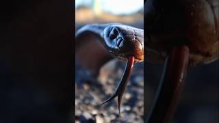 Redbellied black snake Pseudechis porphyriacus snake herping australia nature venomous wild [upl. by Polito570]