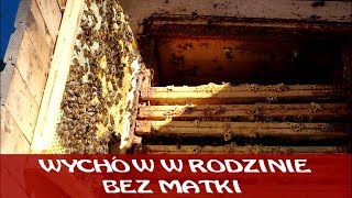 WYCHÓW W RODZINIE BEZ MATKI PolskiMiodek [upl. by Sparkie]