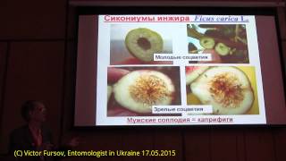 Инжир Симбиоз или Смерть Опылитель Blastophaga Agaonidae и Ficus carica Киев Украина [upl. by Yecam845]