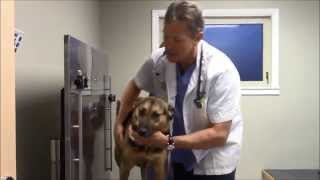 Chiropratic Adjustments For Your Pet [upl. by Hewie]