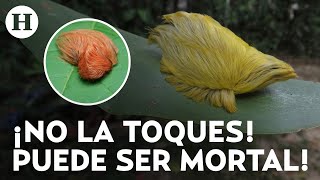 ¿La más venenosa del mundo Jalisco alerta por presencia de la Oruga Peluche esto debes saber [upl. by Eejan]