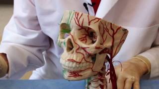 The Visual Pathway Neuroanatomy Video Lab  Brain Dissections [upl. by Kenway]