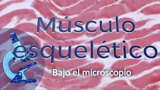 Musculo esquelético bajo el microscopio Histología fácil [upl. by Wieche393]