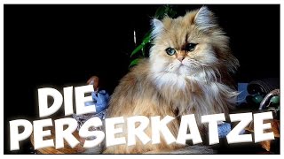 Die PERSERKATZE im Rasseportrait 6 JulisTierwelt  PERSER  persian cat [upl. by Punke]