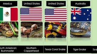 49 Most Poisonous Snakes in the World 🐍 [upl. by Natsud]