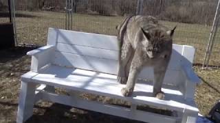 Max Canada Lynx and the bench [upl. by Kyl598]