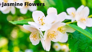 ✅World most beautiful jasmine flowers  Jasmine flower garden [upl. by Ynoep]