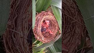 Baby bird survives ant attack  2 [upl. by Couchman]