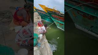 Mullet fishing in boat side water mulletfishing fishingvideos ng [upl. by Beck429]